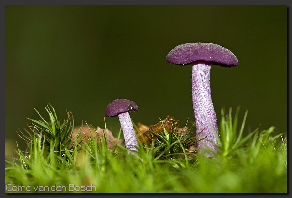foto amethistzwam